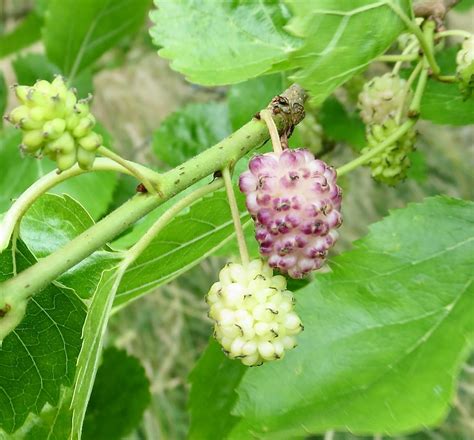 white mulberry fruit.